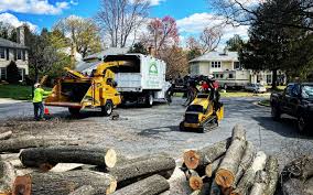 Trusted Country Knolls, NY Tree Care Experts