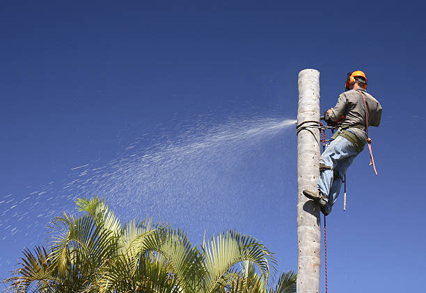 How Our Tree Care Process Works  in  Country Knolls, NY